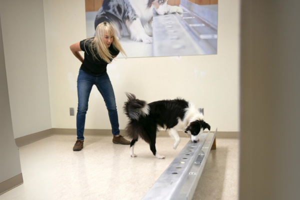 Dog Behavioral Therapy in Tryon