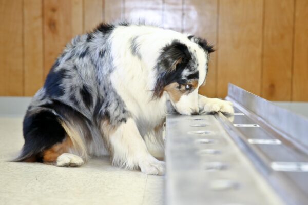 Dog Behavioral Therapy in Tryon