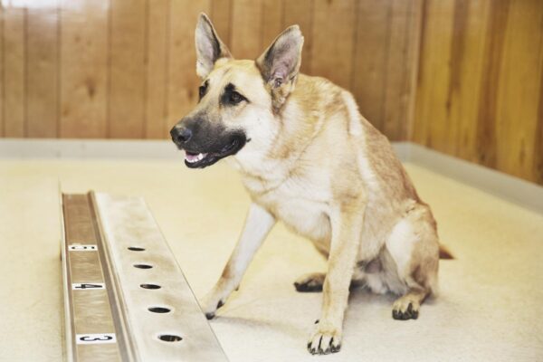 Dog Behavioral Therapy in Tryon