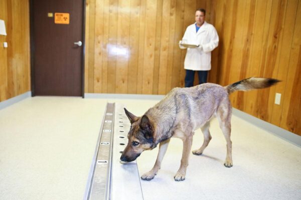 Dog Behavioral Therapy in Tryon