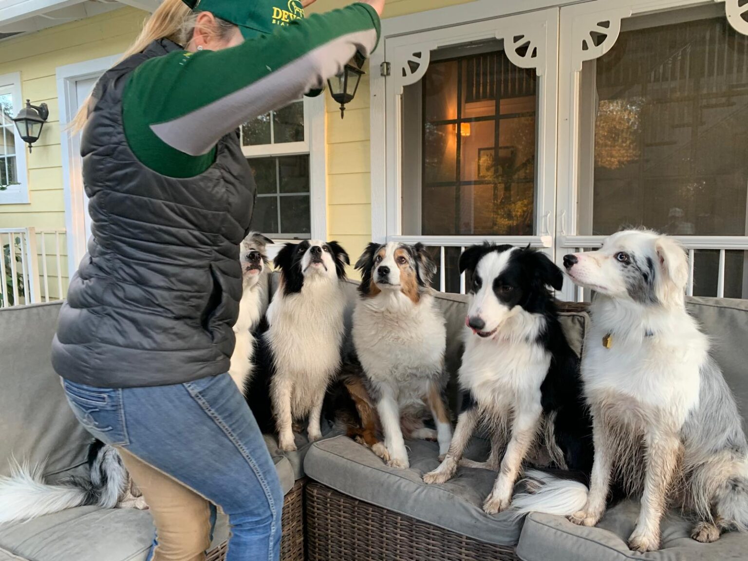 Dog Training in Greenville