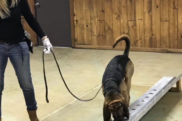 Dog Behavioral Therapy in Tryon