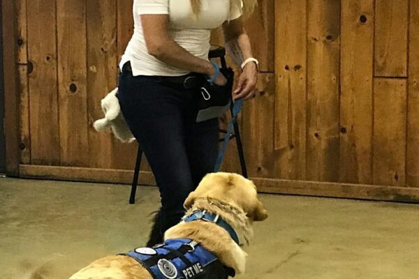 Dog Behavioral Therapy in Tryon